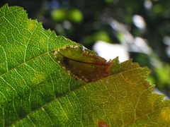 Phyllonorycter tenerella