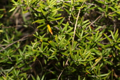 Acrotriche aggregata