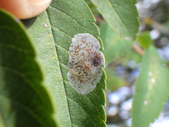 Phyllonorycter corylifoliella