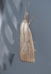 Calamotropha paludella