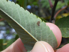 Phyllonorycter corylifoliella