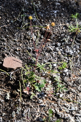 Potentilla × prostrata