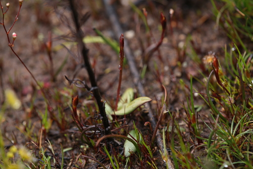 Image of Spiculaea ciliata by (c) Hugo Innes, some rights reserved (CC BY)