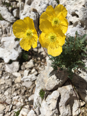 Papaver alpinum
