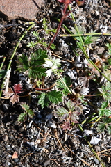 Potentilla × prostrata