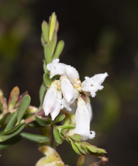 Styphelia pendula