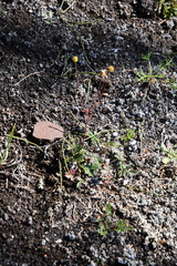 Potentilla × prostrata