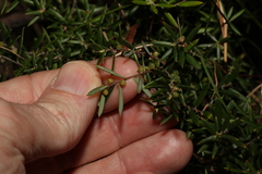Acrotriche aggregata