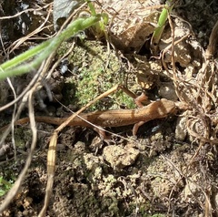 Lissotriton vulgaris