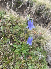 Campanula barbata