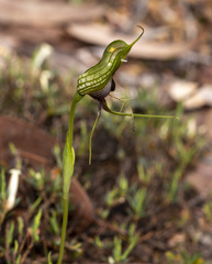 Pterostylis barbata