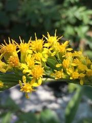 Solidago simulans
