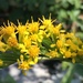 Granite Dome Goldenrod - Photo (c) Dwayne Estes, some rights reserved (CC BY-NC), uploaded by Dwayne Estes