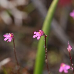 Utricularia tenella