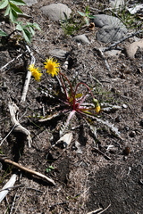 Taraxacum ceratophorum