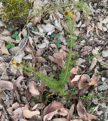 Petrophile serruriae