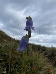 Campanula barbata