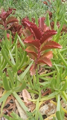Kalanchoe sexangularis