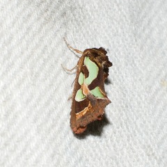 Cosmodes elegans