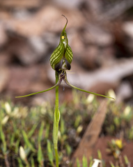 Pterostylis barbata