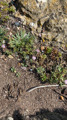 Spergularia rubra