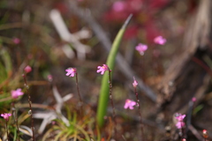 Utricularia tenella