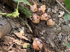 Mitrastemon yamamotoi