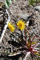 Taraxacum ceratophorum