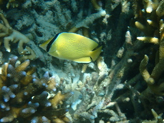 Chaetodon citrinellus