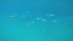 Trachinotus baillonii