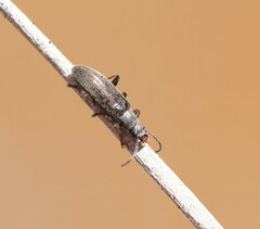 Tenebrionidae