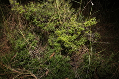 Acrotriche aggregata