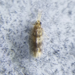 Hydroptilidae