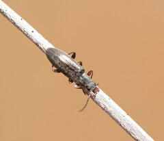 Tenebrionidae