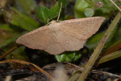 Cyclophora ruficiliaria