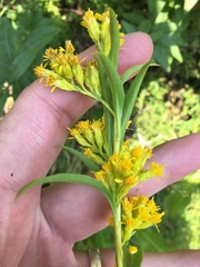 Solidago simulans