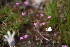 Utricularia tenella
