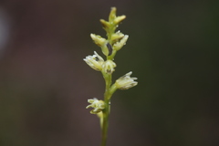 Prasophyllum cyphochilum