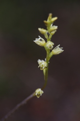 Prasophyllum cyphochilum