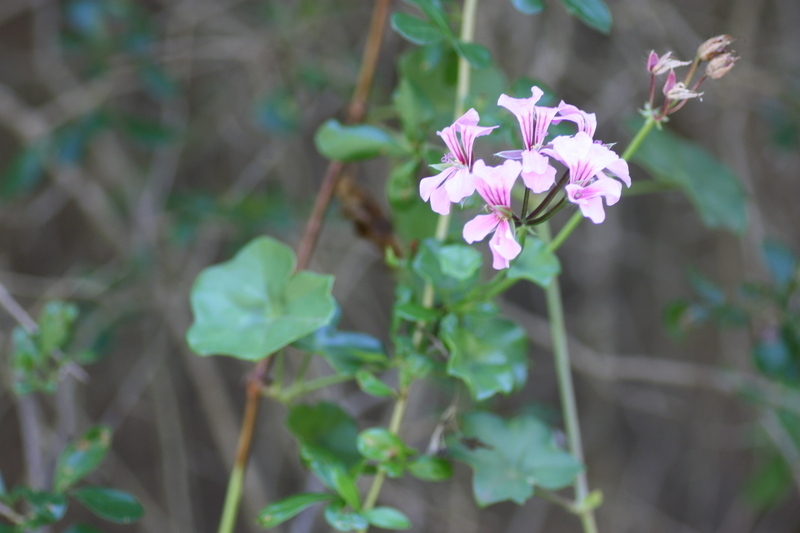 Pelargonium peltatum