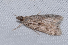 Eudonia truncicolella