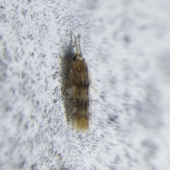 Hydroptilidae