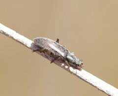 Tenebrionidae