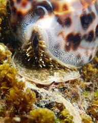 Cypraea tigris