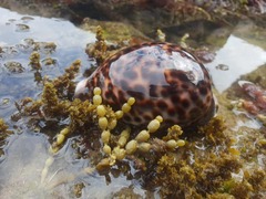 Cypraea tigris