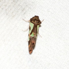 Cosmodes elegans