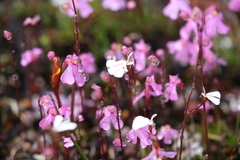 Utricularia multifida