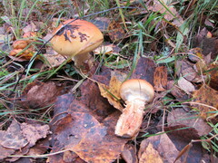 Cortinarius triumphans