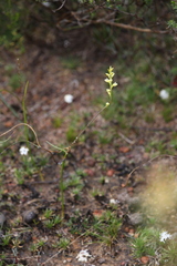 Prasophyllum cyphochilum