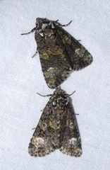 Craniophora ligustri